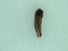 Osmia sp.